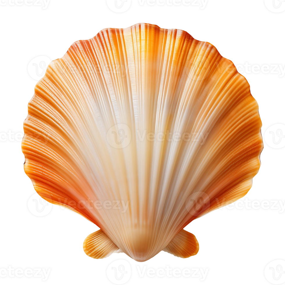 Scallop Shell with a Warm, Golden Glow, Perfect for Design Projects png