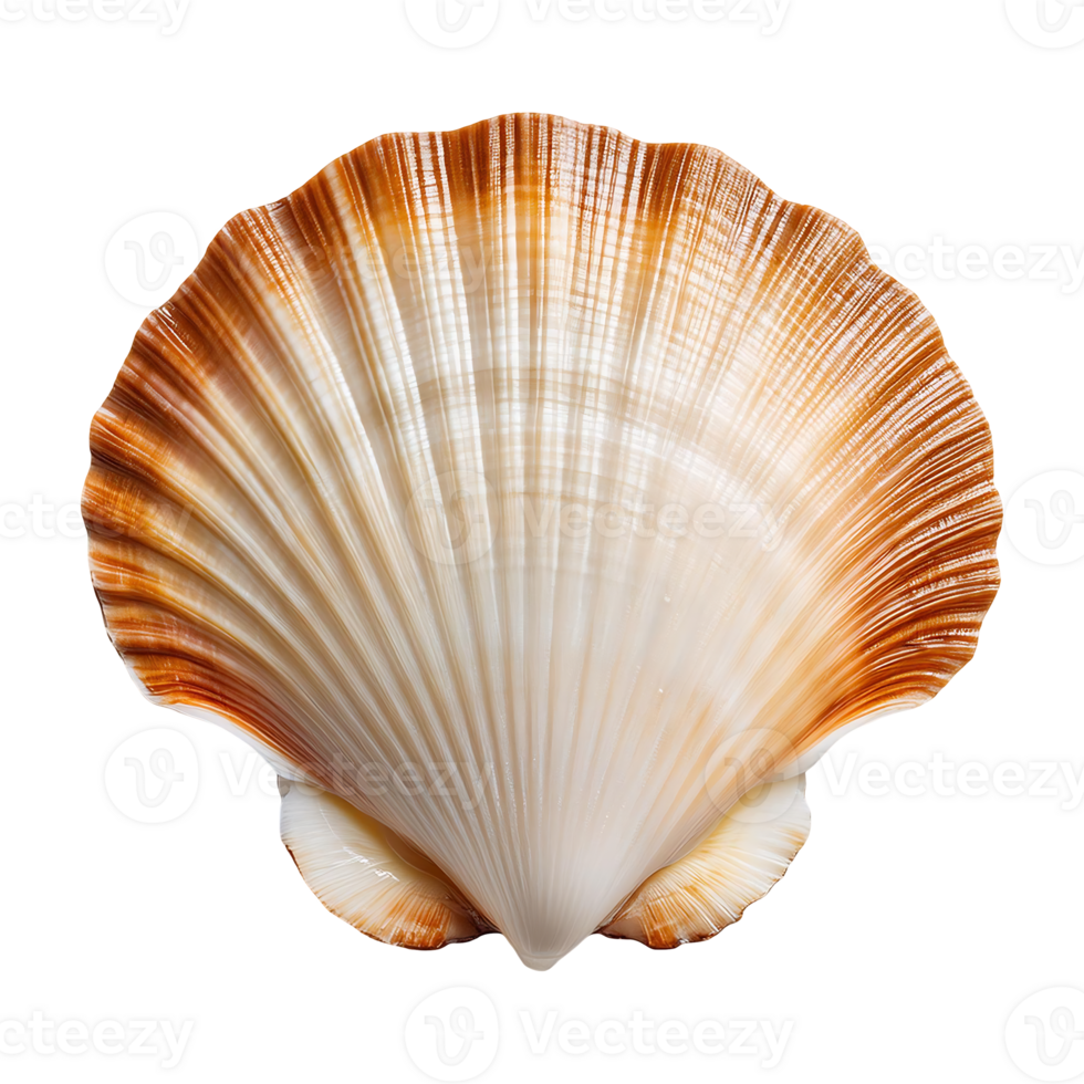 Close-up of a Scallop Shell, showcasing its intricate fan-shaped structure png