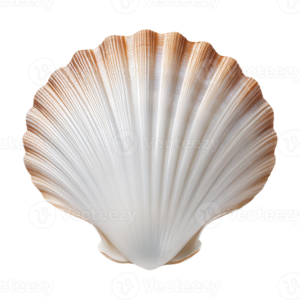 Top View of a Scallop Shell, highlighting its natural texture and colors png
