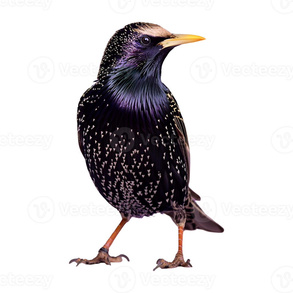 Common Starling Perched with Alert Expression png