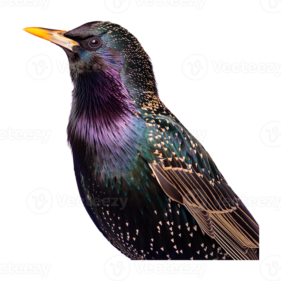 Close-up Portrait of a Common Starling, showcasing its striking colors png