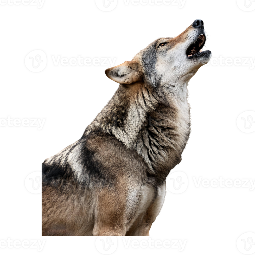 un de lobo llorar ecos mediante el desierto png