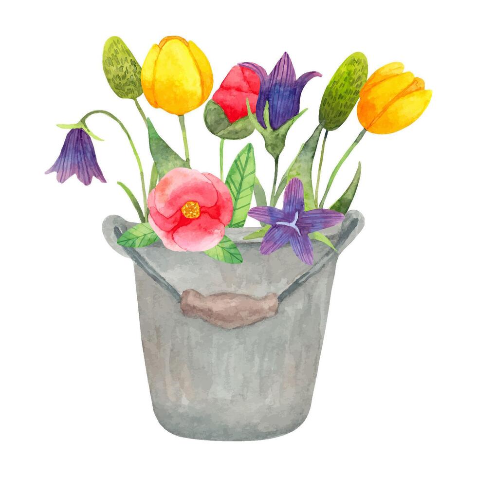 Metal bucket with flowers from the garden. Spring botanical composition for Easter. Watercolor simple illustration.Hand drawn isolated art. Seasonal decoration with tulips, thistles and bluebells vector
