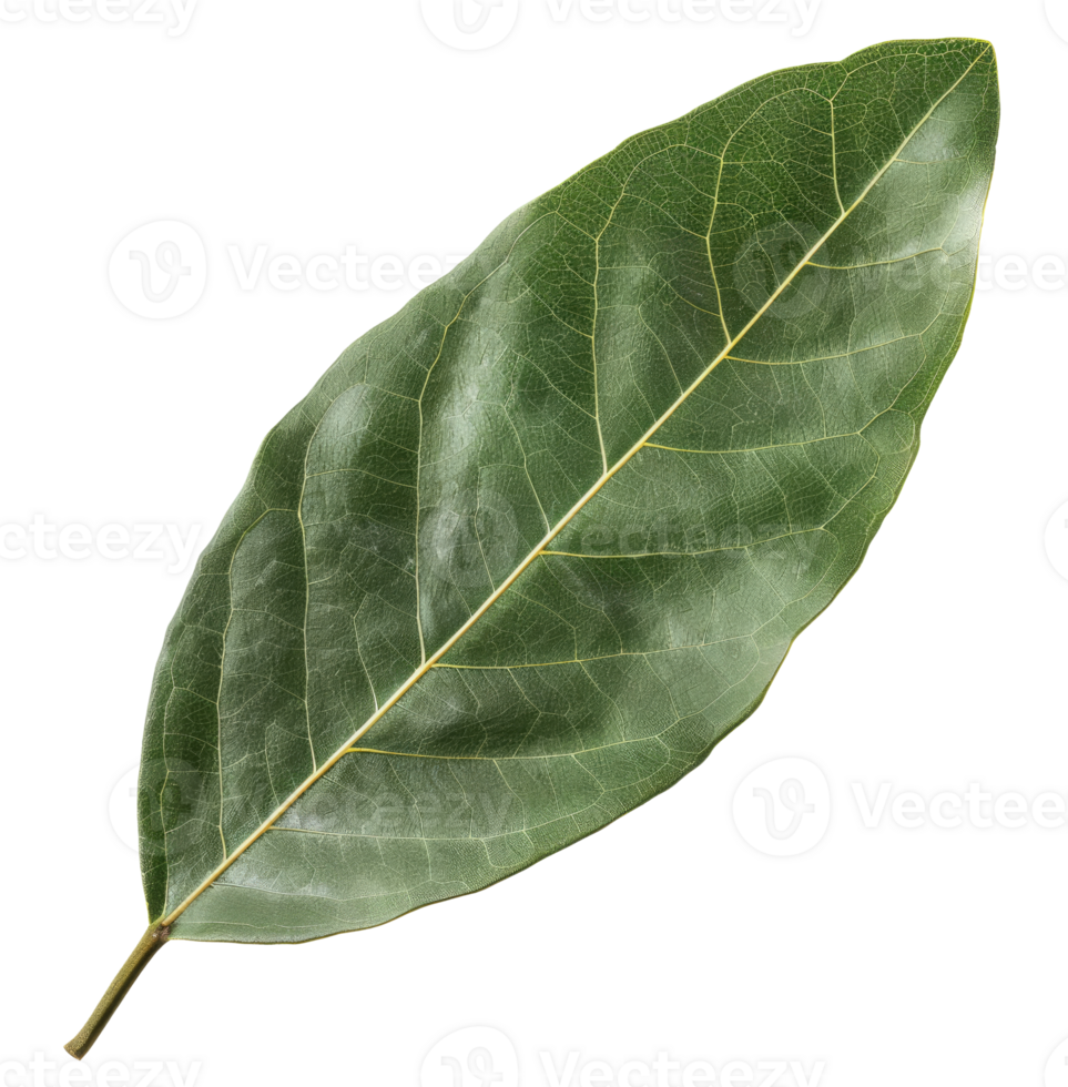 One Laurel Leaf png
