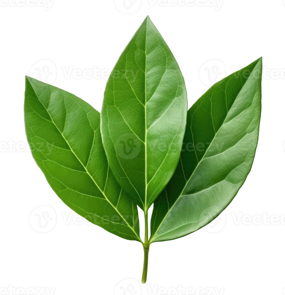 Twig with three laurel leaves png