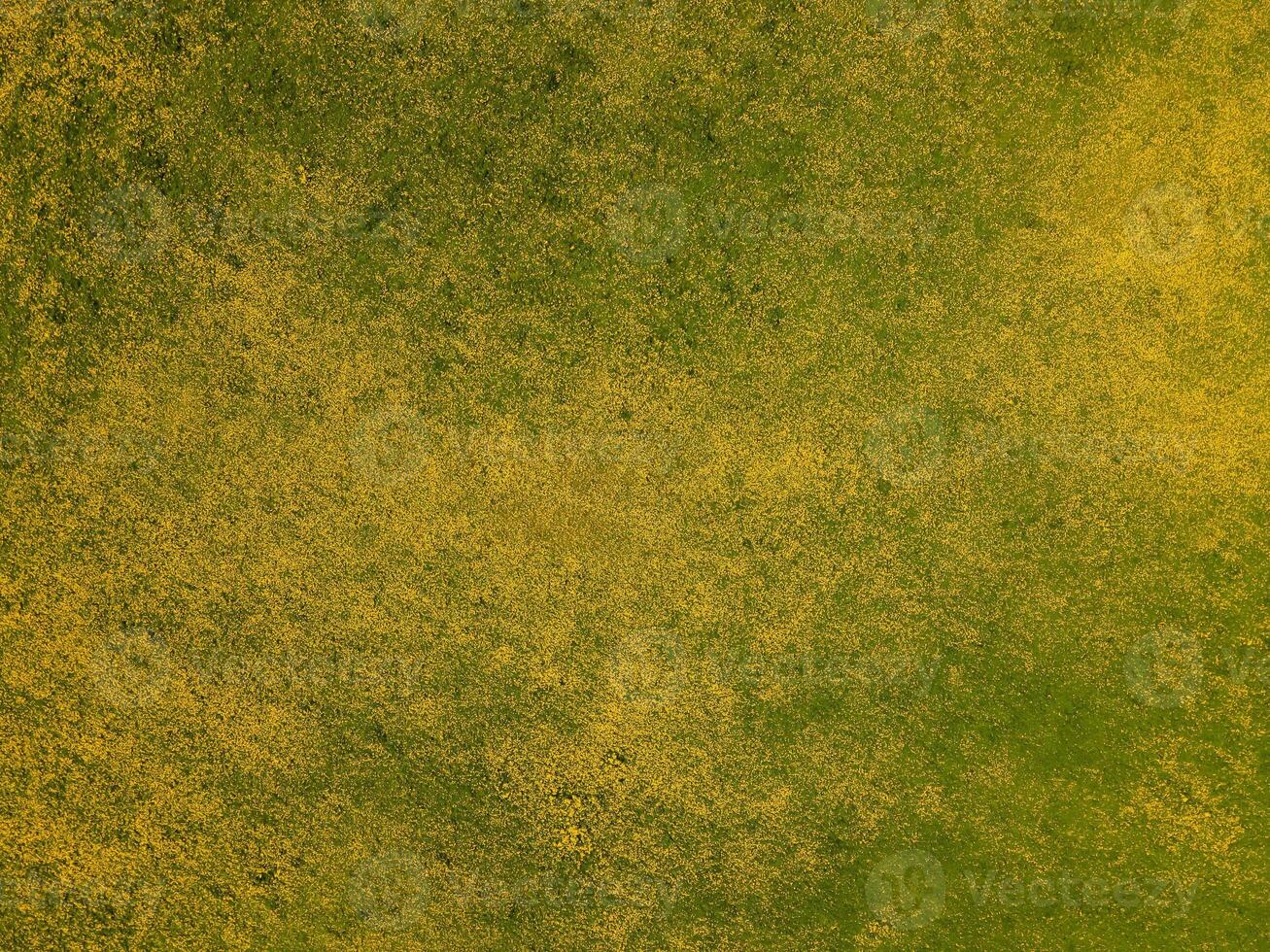 Field with yellow dandelions and beautiful sky photo