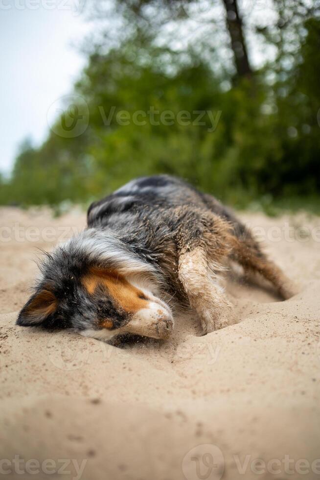 Joyful Expression Australian Shepherd Dog Delightfully Rolling in Sandy Beach Terrain photo