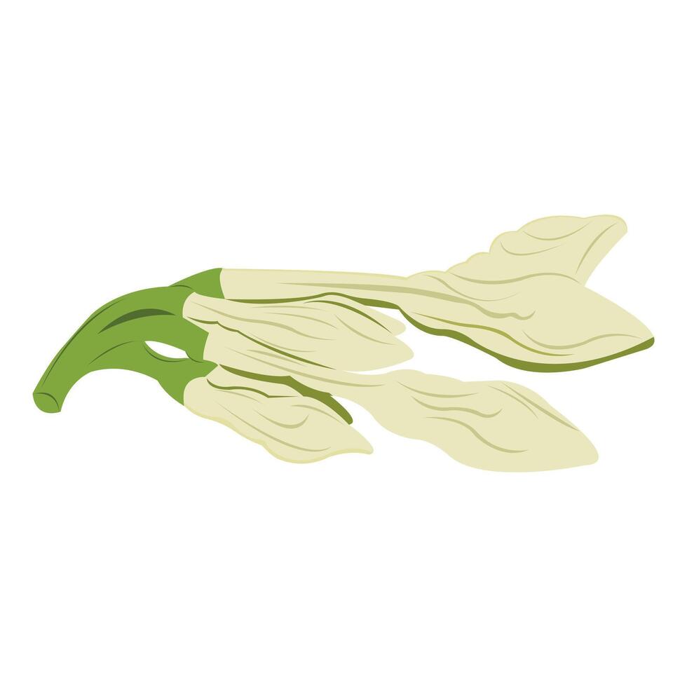 loroco planta isolated on white background vector