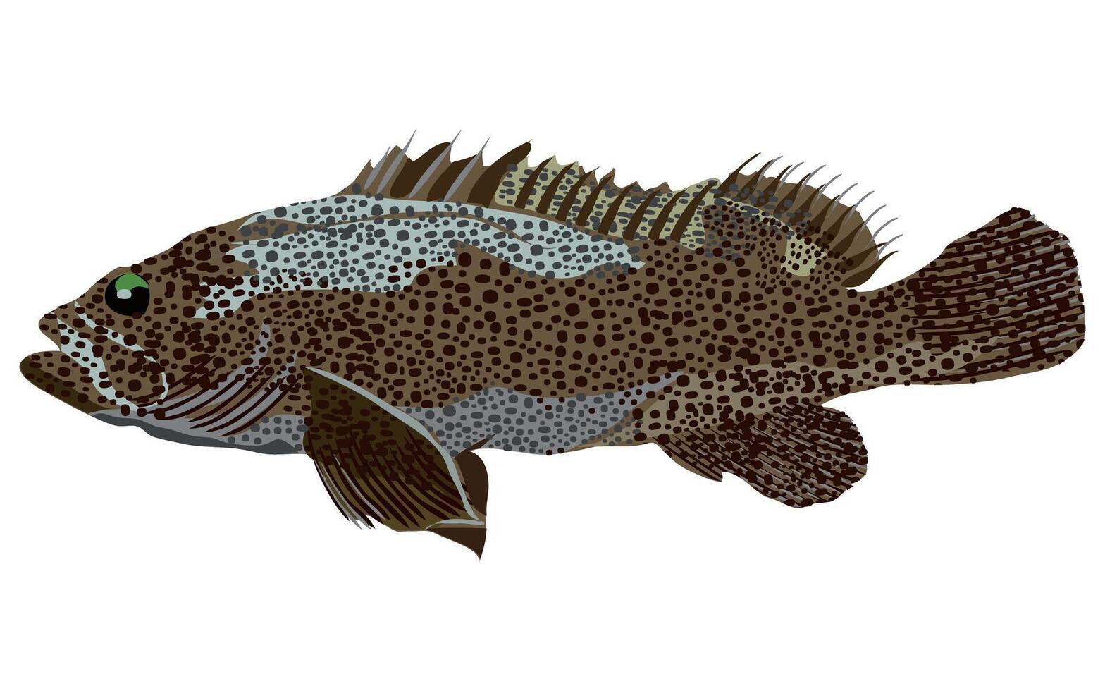 hamour fish isolated on white background vector
