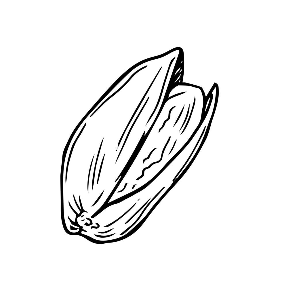 Hand drawn pistachio doodle. Nuts in sketch style. illustration isolated on white background. vector