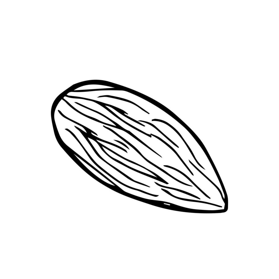 Almond. Hand drawn nut. Doodle Outline illustration. Organic, fresh cooking, healthy diet ingredient. Almond Icon set. vector