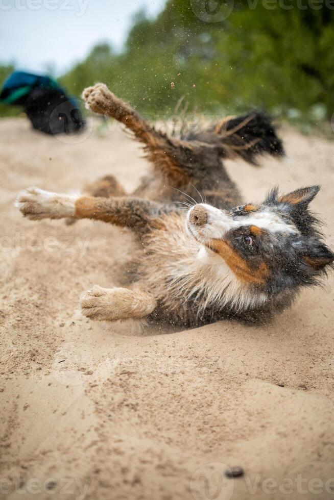 Joyful Expression Australian Shepherd Dog Delightfully Rolling in Sandy Beach Terrain photo