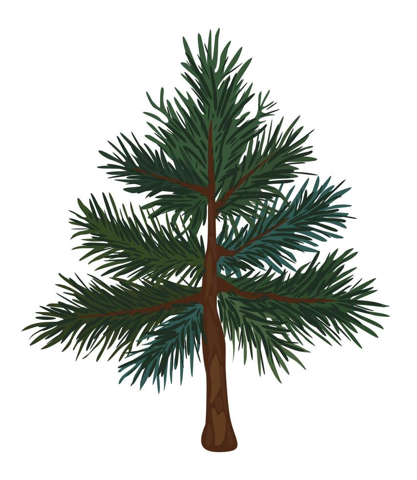 Fir tree. isolated illustration vector
