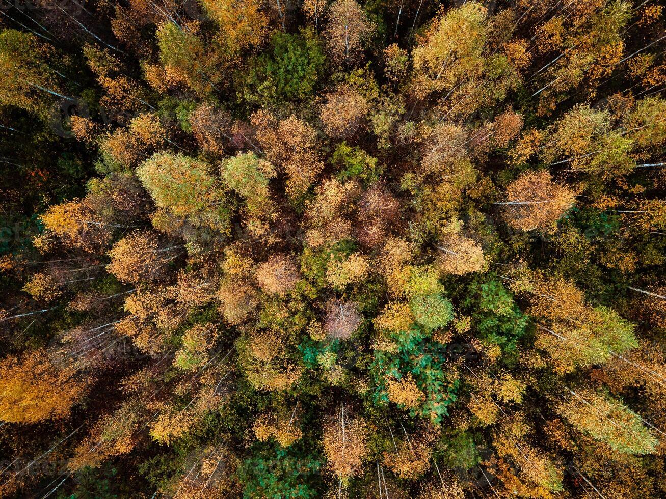 Autumn forest aerial drone view photo