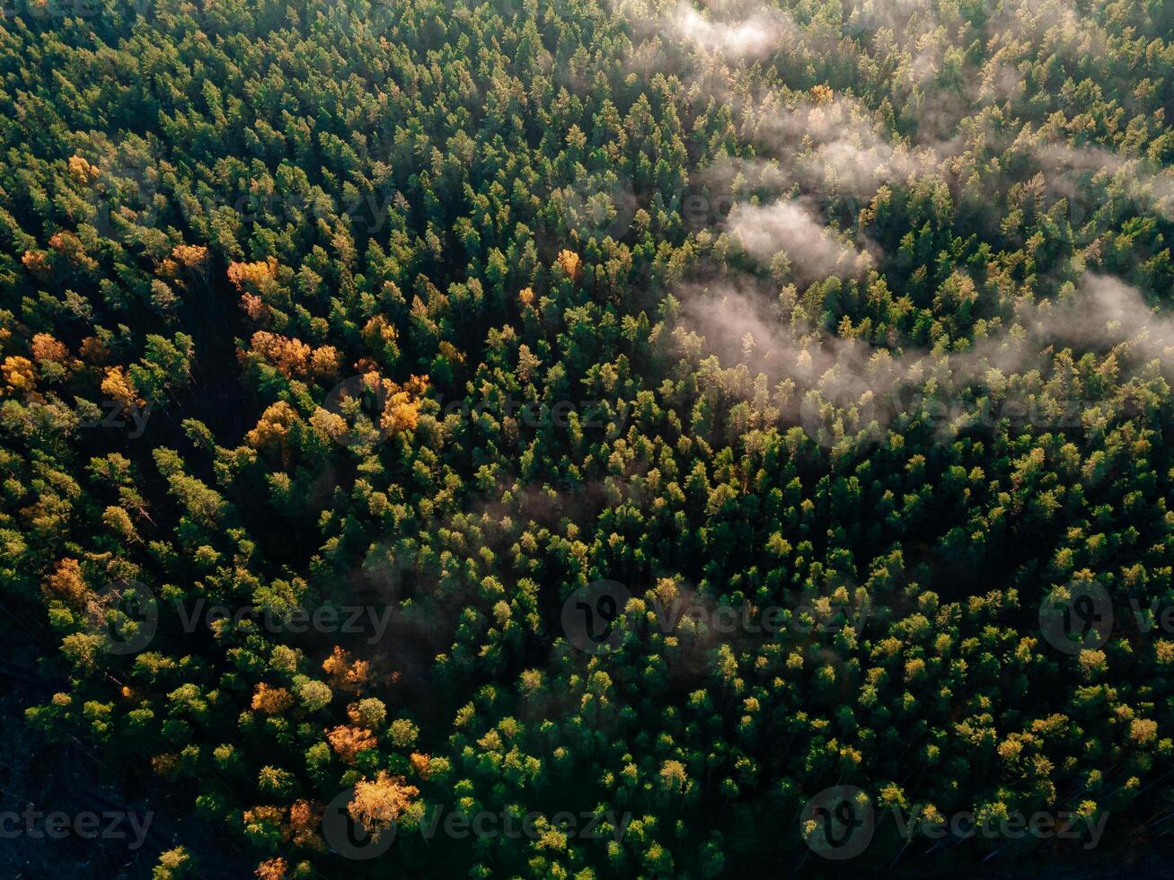 Autumn forest aerial drone view photo