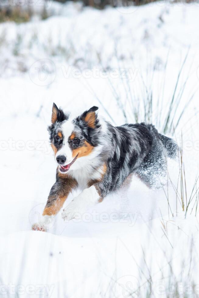 Australian Shepherd dog exploring the snowy landscape on a beautiful winter day, showcasing the breeds versatility and endurance photo