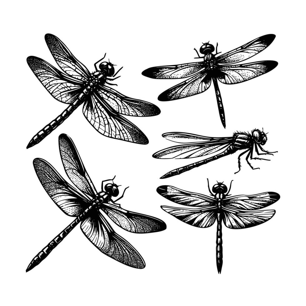 set of dragonfly illustration. hand drawn dragonfly black and white illustration. isolated white background vector