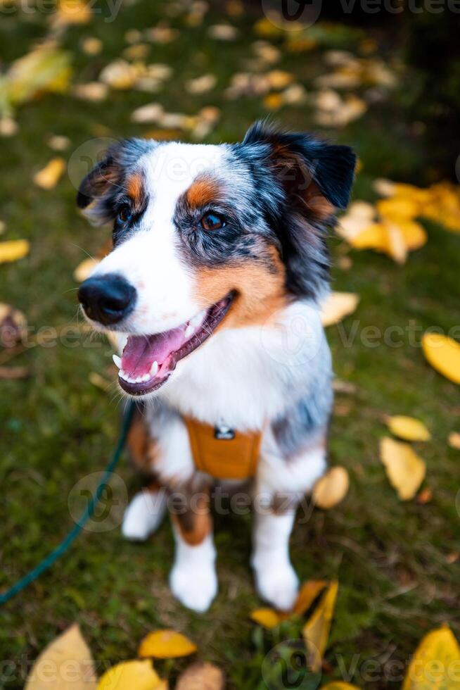 Adorable Australian Shepherd Puppy in forest. A Bundle of Fluff and Love Ready to Steal Your Heart photo