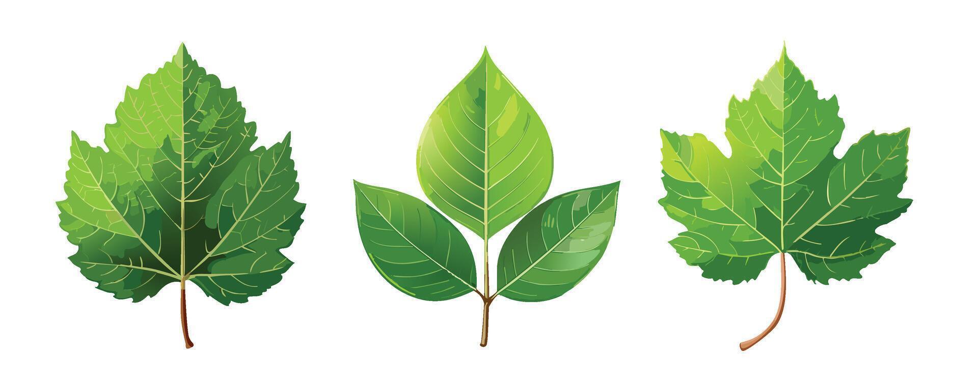 Realistic Cartoon Green Leaves vector