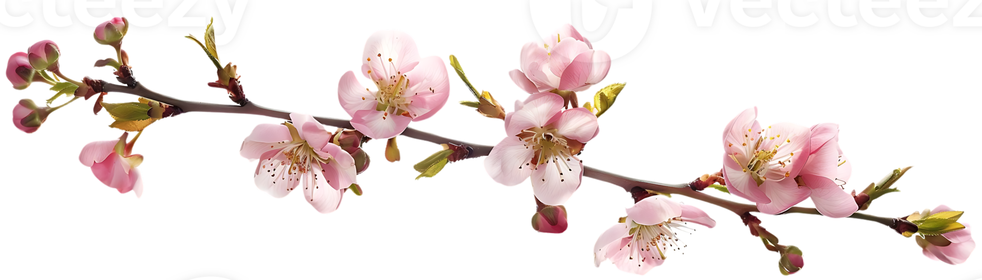 Pink Peach Blossoms Blooming on a Branch with a Transparent Background png