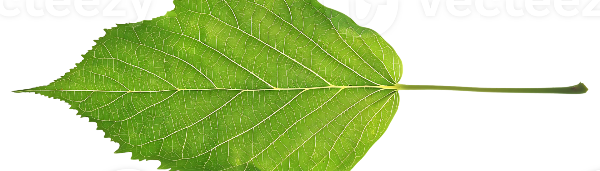 Green Leaf with Veins Illustration png
