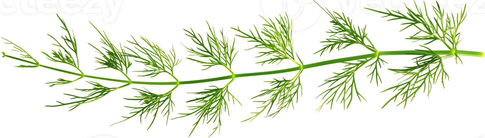 Green Dill Sprig Illustration png