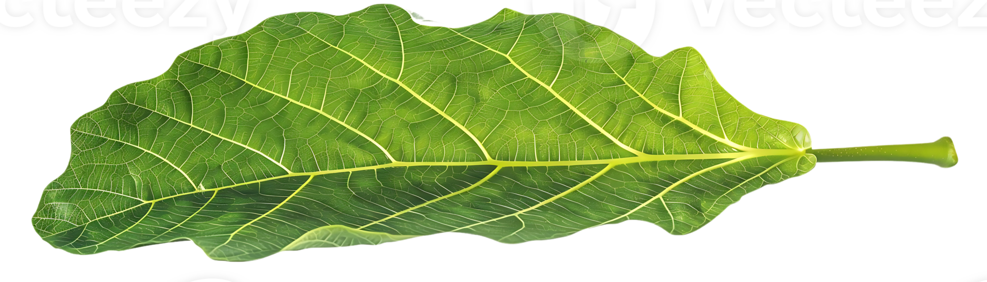 Close Up Photo of a Green Leaf with Veins png
