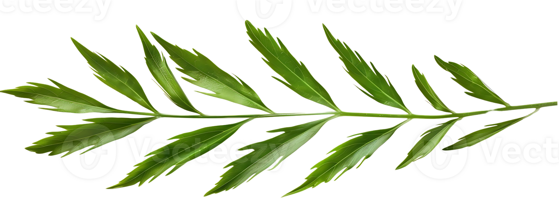 verde foglia ramo illustrazione png