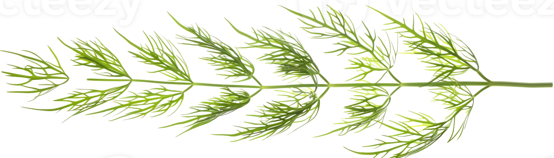 Green Dill Sprig Illustration - A Detailed Closeup of a Single Dill Sprig png
