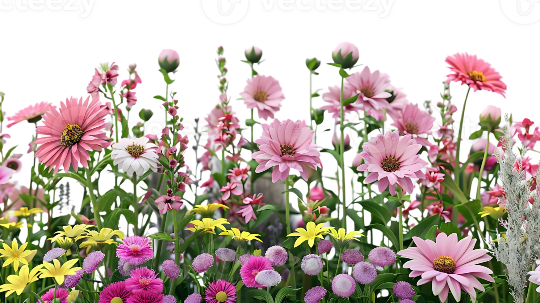 Pink and Yellow Flowers Blooming in a Garden with a Transparent Background png