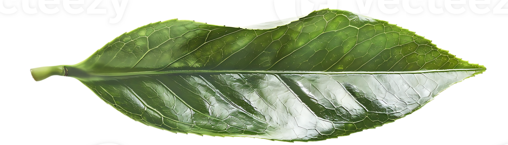 Single Green Leaf Illustration with Veins and Texture png