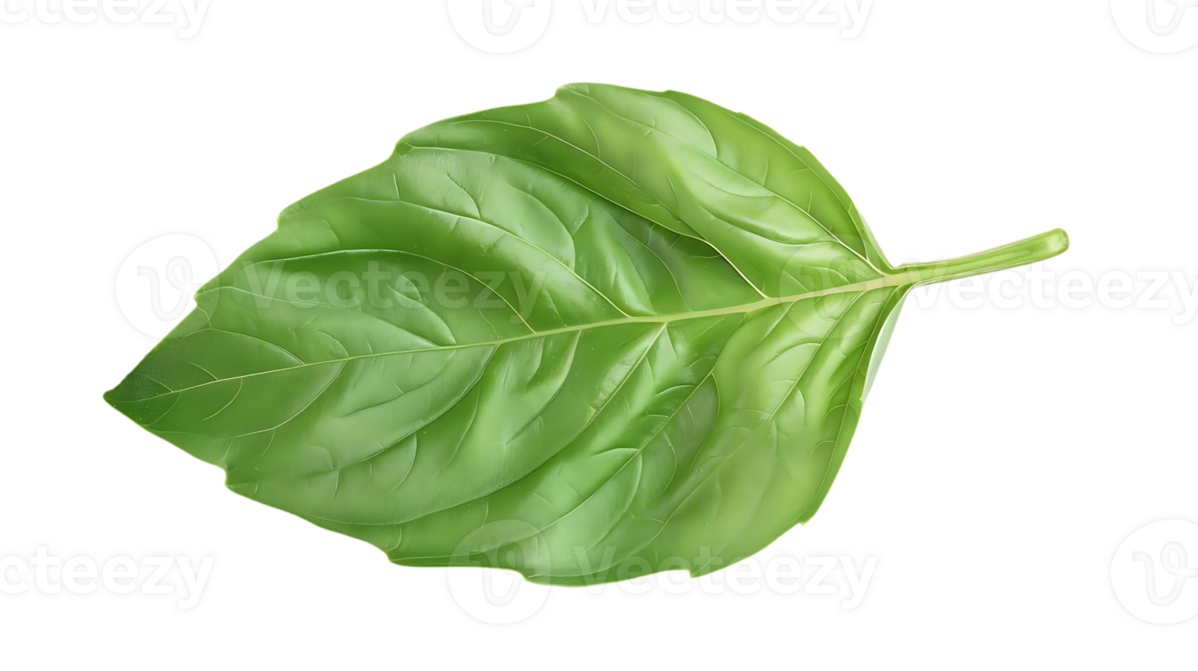 Single Green Basil Leaf Illustration png