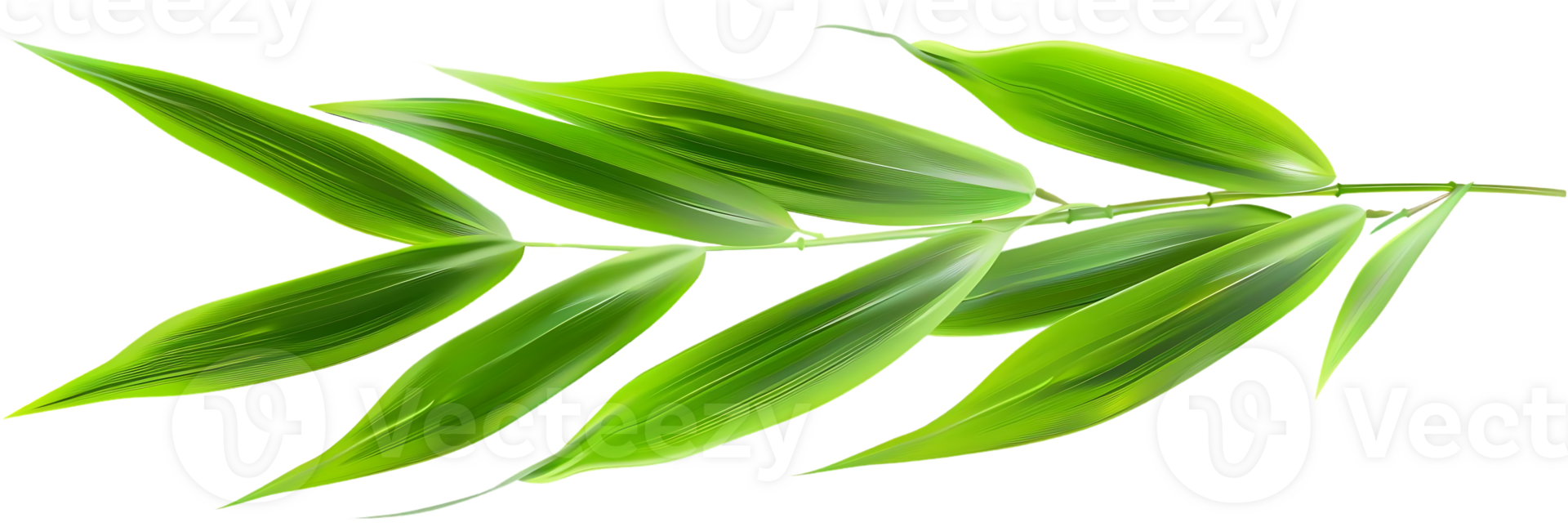 Green Bamboo Leaves Illustration png