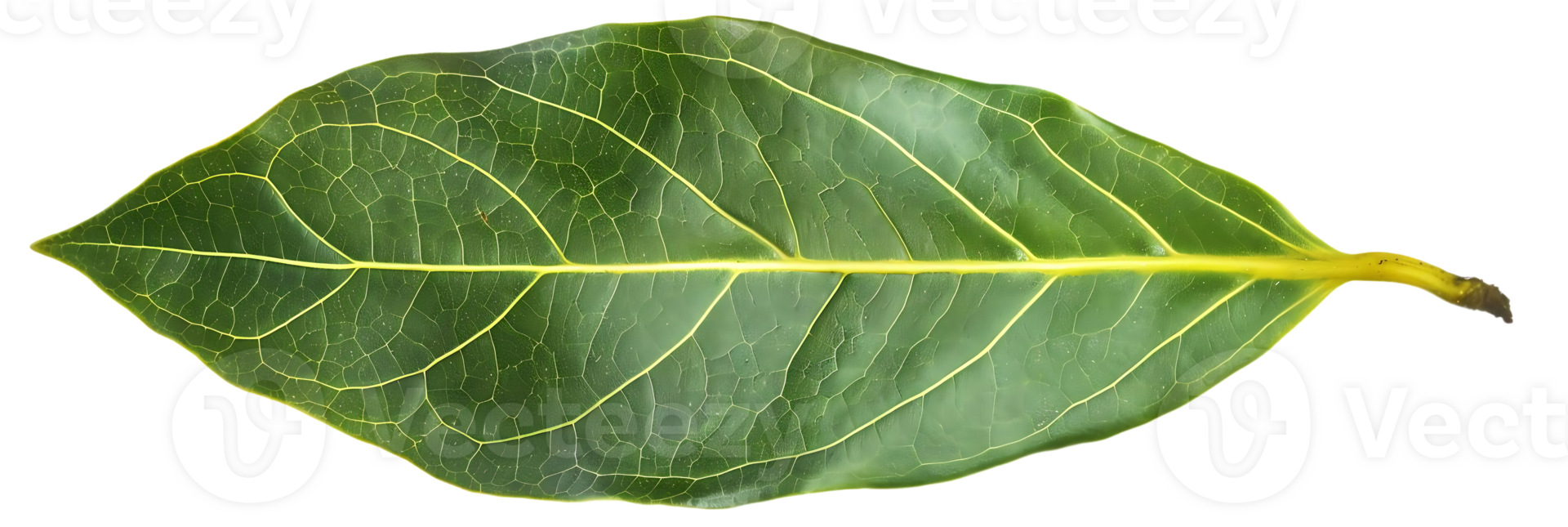 Green Leaf with Yellow Veins - Photo png