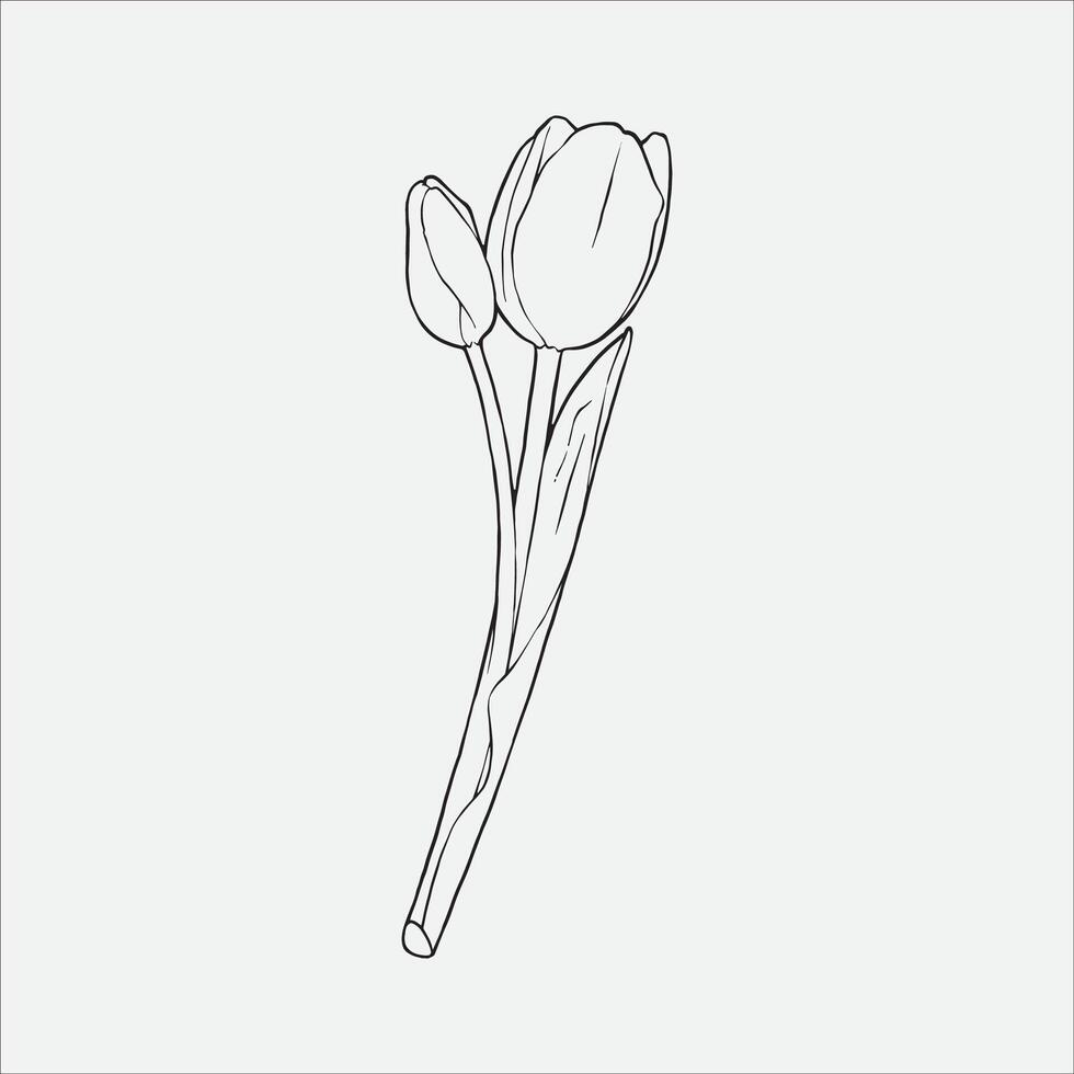 simple line drawing of a tulip flower, can be used as a logo or decoration vector