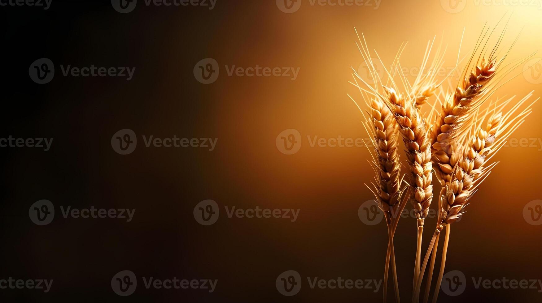 A wheat field border photo