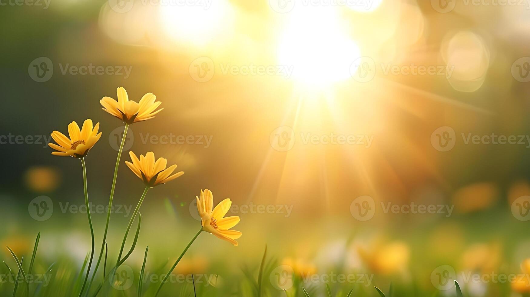 Flower field in sunlight, spring or summer garden background in closeup macro view or flowers meadow field in morning light photo