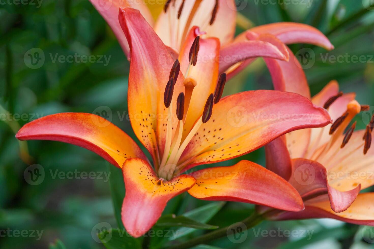 Closeup view of a Daylily flower photo