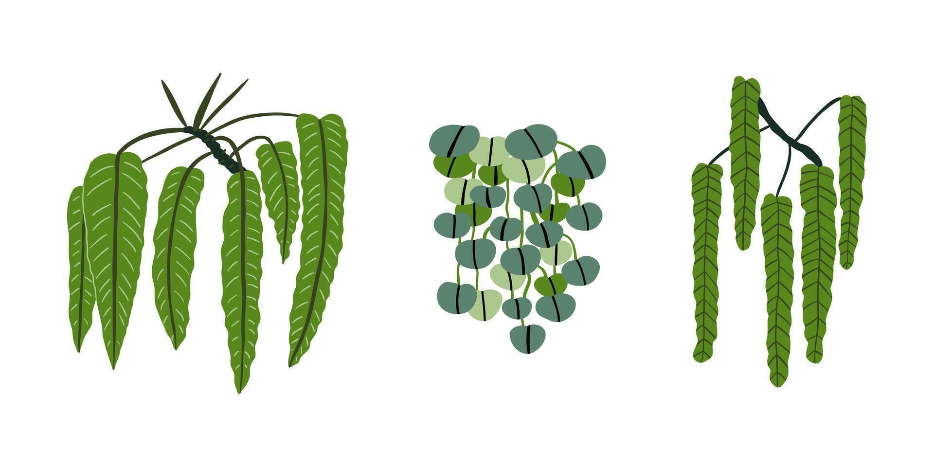Set of doodle tropical plants of different shapes. Jungle, forest, nature. Hand drawn illustration in flat style. vector