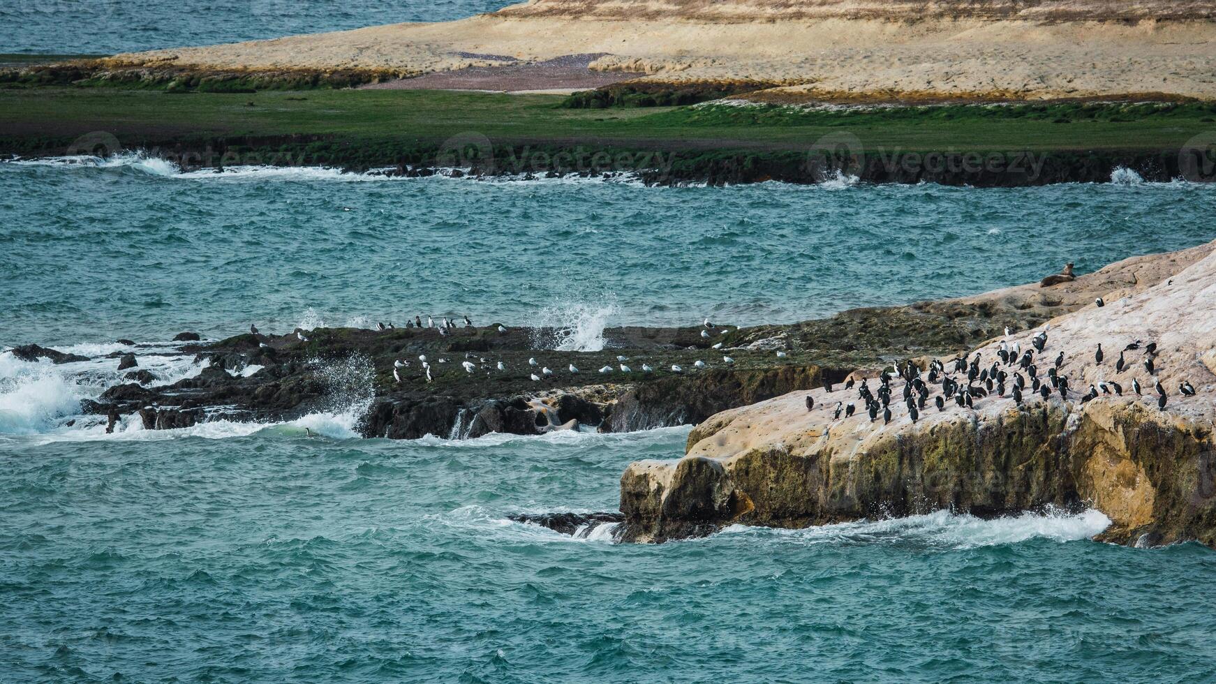 cormorant and seagull colony photo