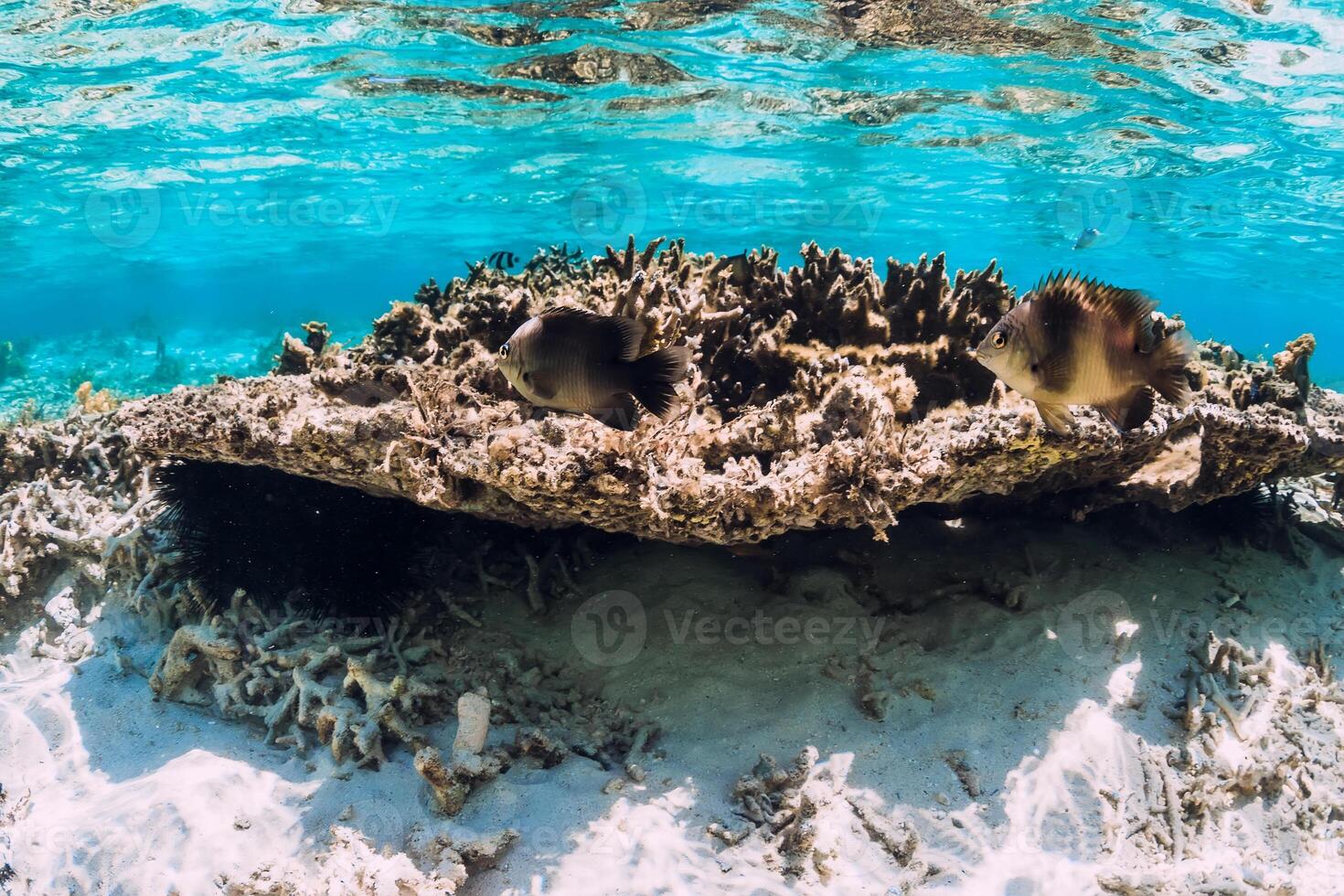 Underwater scene with corals and fish in tropical sea photo