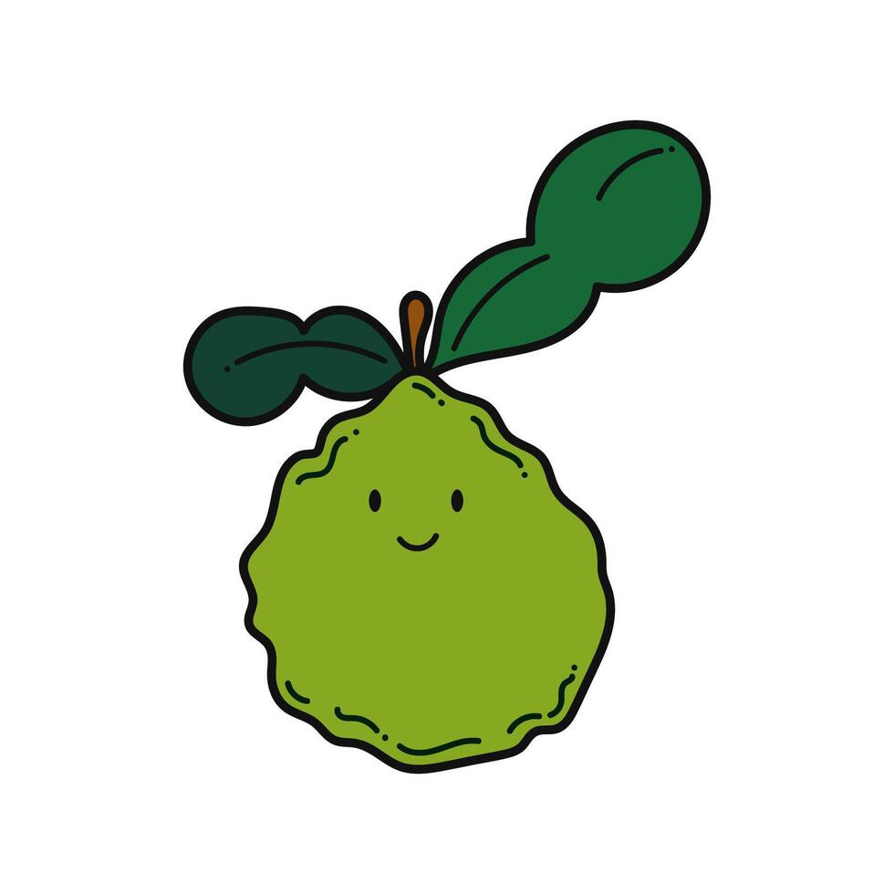 Kaffir lime fruit. Kaffir lime cartoon. Kaffir lime on white background. for poster, banner, web, icon, mascot, background. Hand drawn. illustration vector