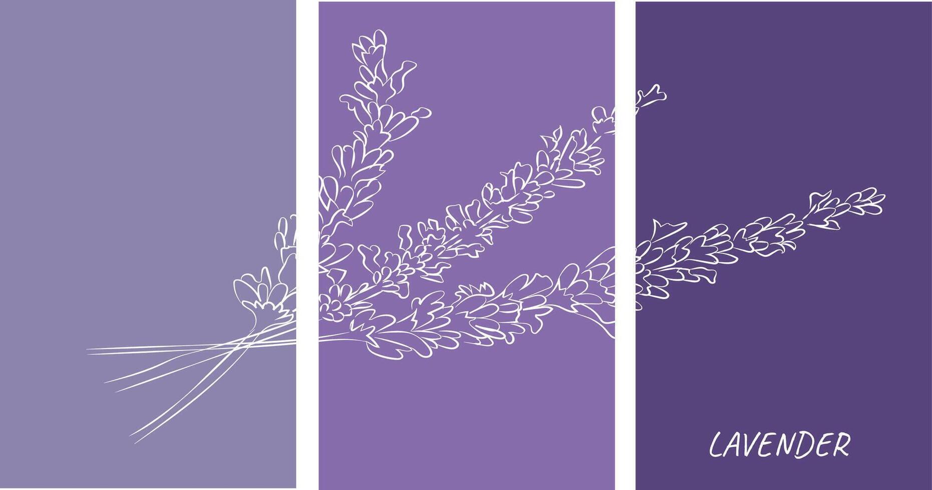 Lavender poster in linear style on a lilac background. vector