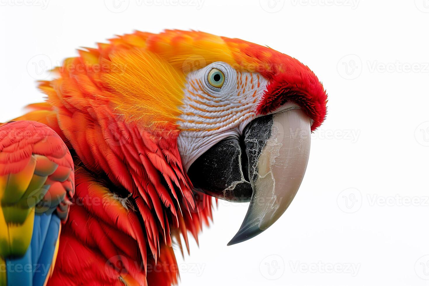 Red macaw parrot portrait isolated on white background. Bird pet with copy space photo