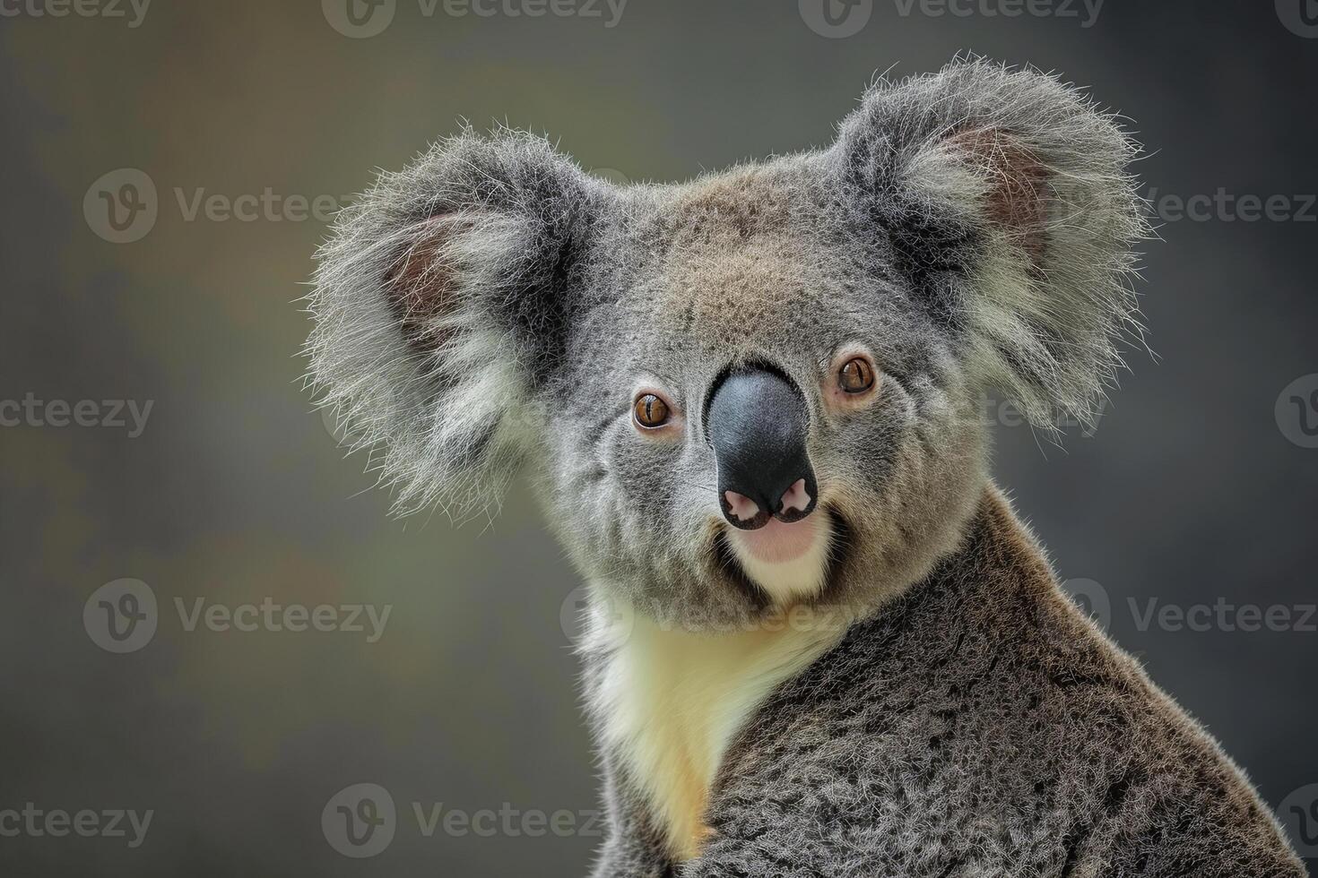 Portrait of cute koala bear, in front of gray background photo