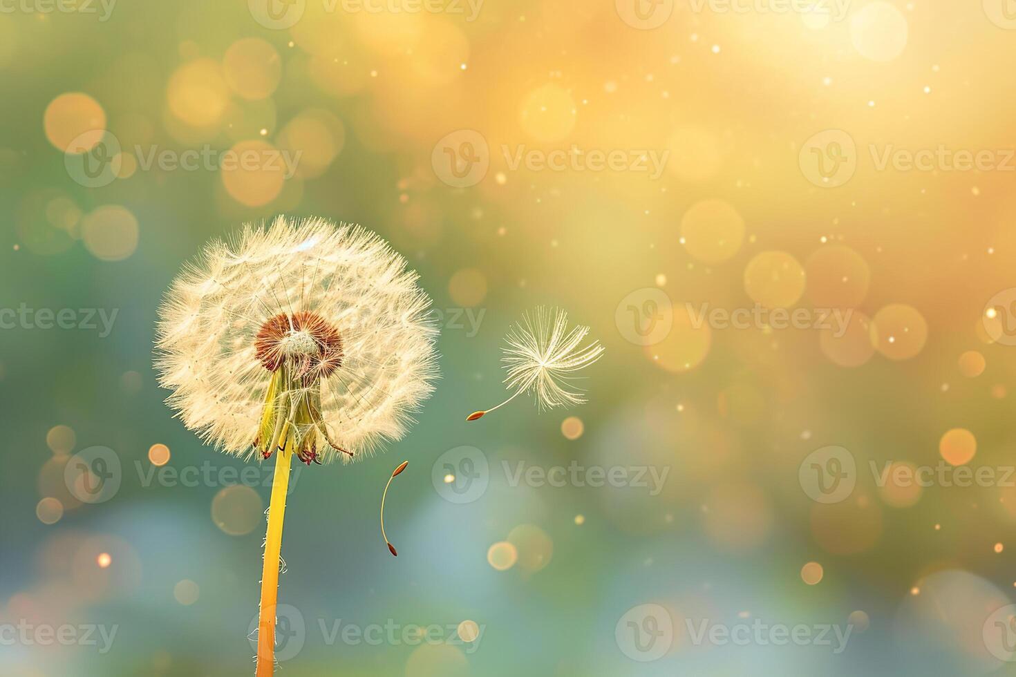 Dandelion seeds in the sunlight blowing away across a sunset background photo