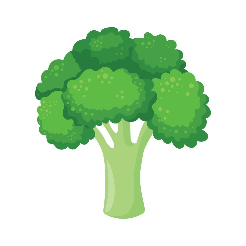 Broccoli in flat style isolated on white background. illustration vector