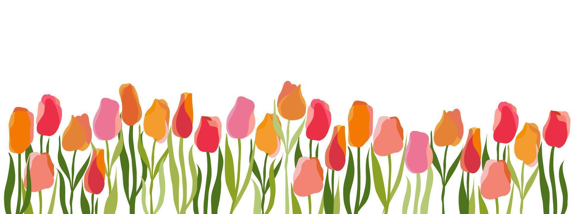 Horizontal white background with multicolored isolated tulips in modern flat style. Delicate floral illustration for design of holiday cards, banners.Background,birthday,mother's day,women's day. vector