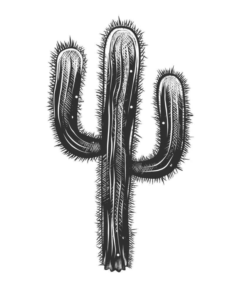engraved style illustration for posters, decoration and print. Hand drawn sketch of cactus in monochrome isolated on white background. Detailed vintage woodcut style drawing. vector