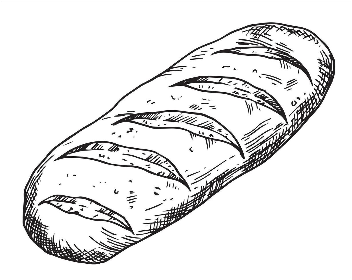 loaf of bread, drawing in sketch style. vector